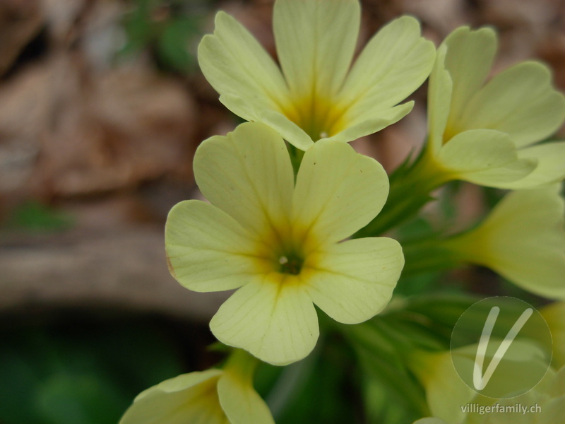 Wald-Schlüsselblume: Blüten