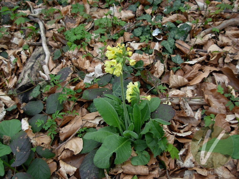 Wald-Schlüsselblume: Gesamtbild