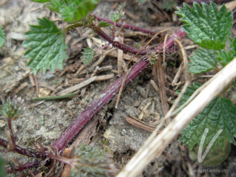 Kleine Brennnessel: Stengel