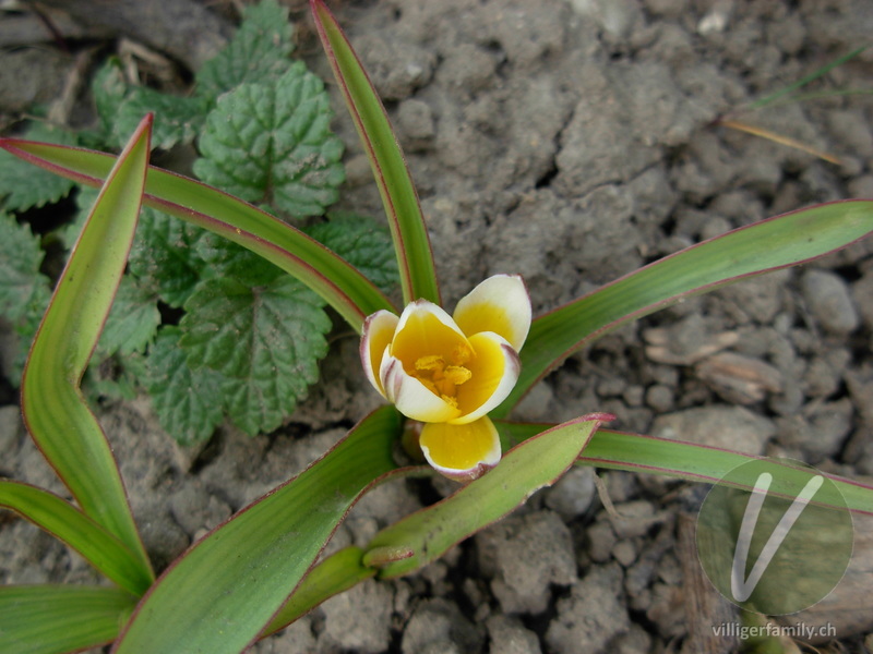 Tarda-Tulpe: Gesamtbild, Blüten