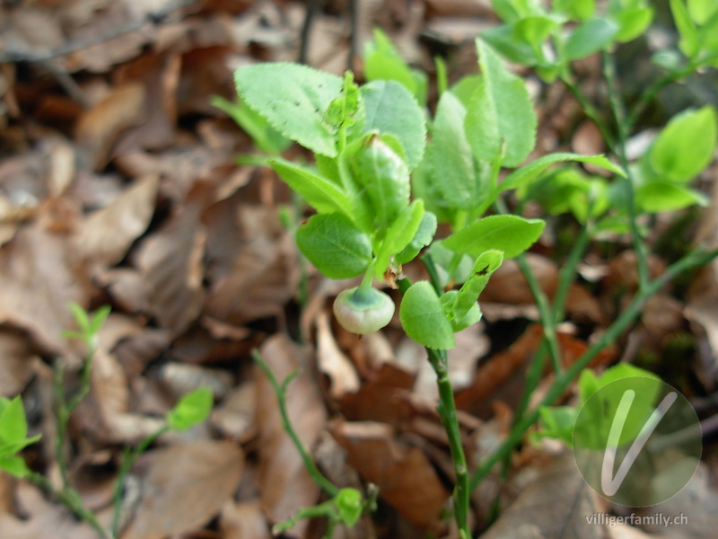 Heidelbeere: Blüten