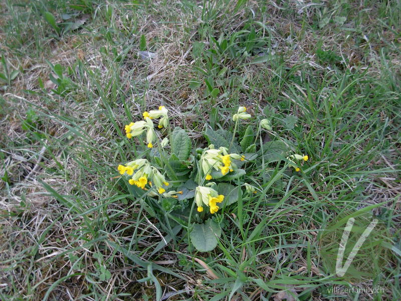 Gewöhnliche Frühlings-Schlüsselblume: Blüten, Gesamtbild