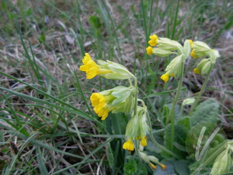 Gewöhnliche Frühlings-Schlüsselblume: Blüten
