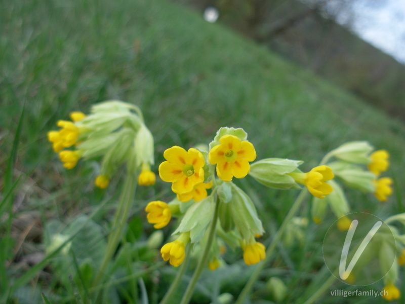 Gewöhnliche Frühlings-Schlüsselblume: Blüten