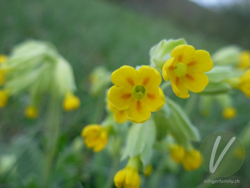 Gewöhnliche Frühlings-Schlüsselblume: Blüten