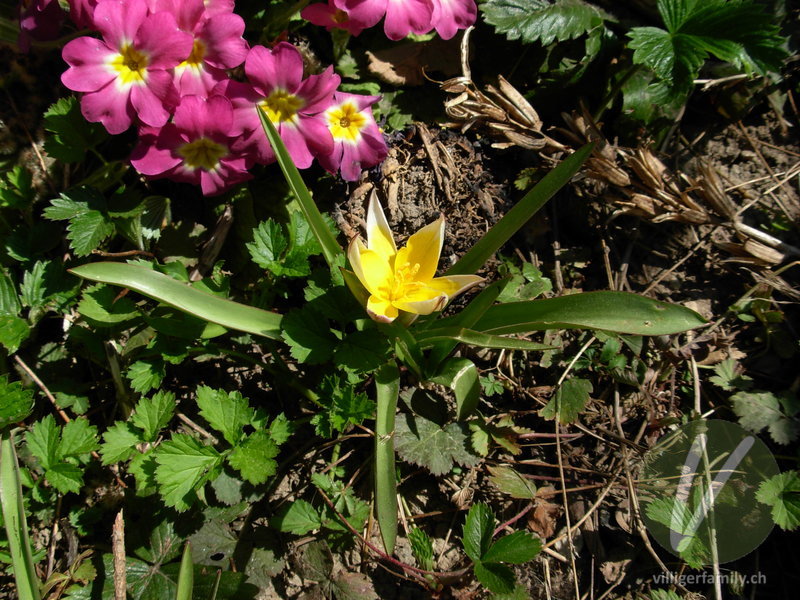 Tarda-Tulpe: Gesamtbild, Blüten