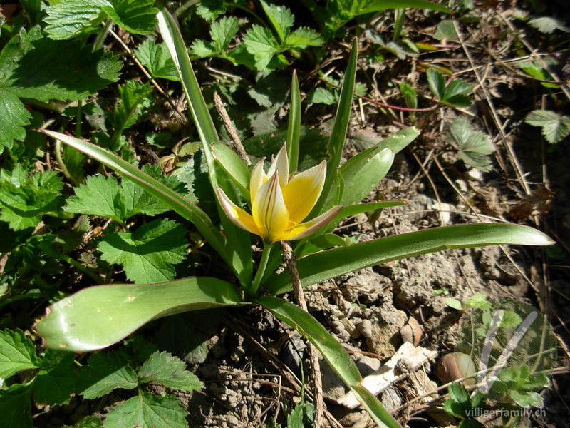 Tarda-Tulpe: Blüten, Gesamtbild