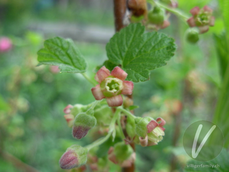 Schwarze Johannisbeere: Blüten