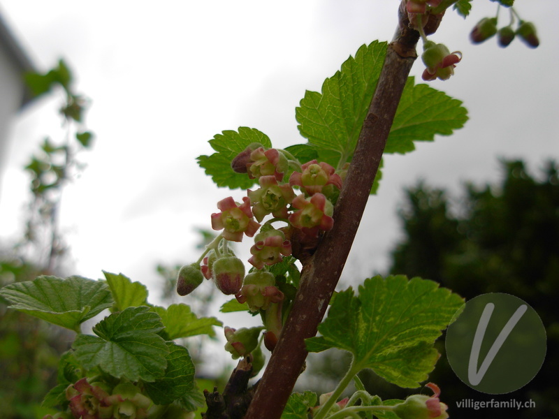 Schwarze Johannisbeere: Blüten