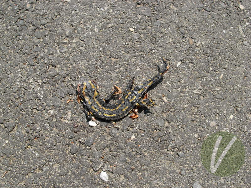 Feuersalamander: 