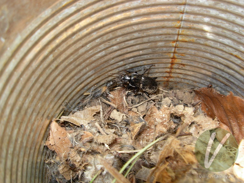 Grosser Breitkäfer: 