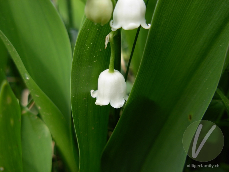 Maiglöckchen: Blüten