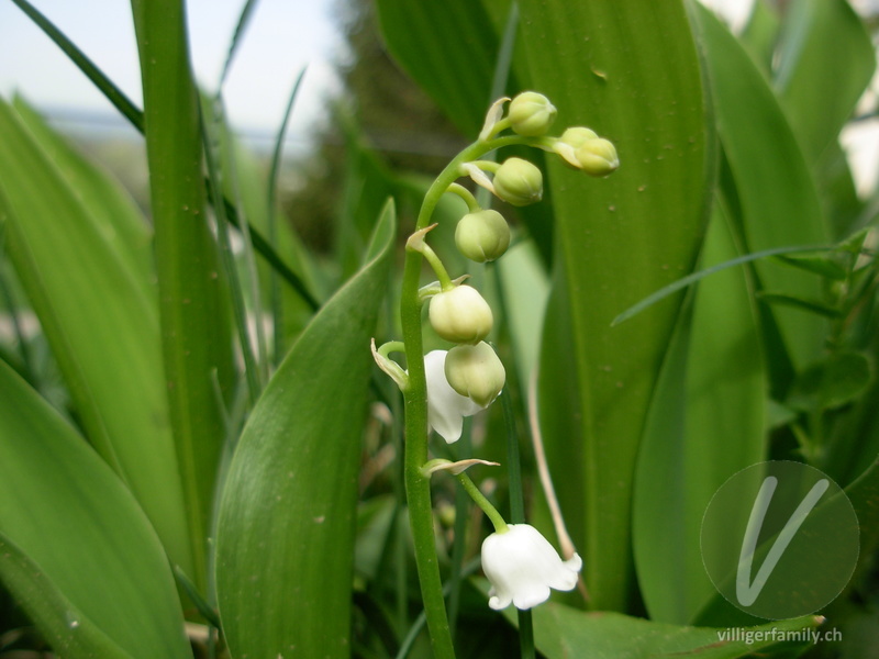 Maiglöckchen: Blüten