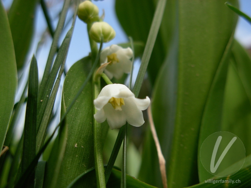 Maiglöckchen: Blüten