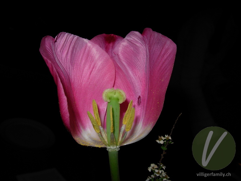 Garten-Tulpe: Blüten