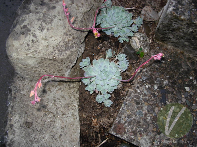 Echeverie (Echeveria elegans): Gesamtbild