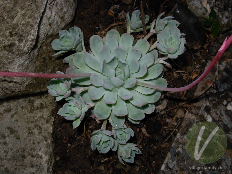 Echeverie (Echeveria elegans): Blätter