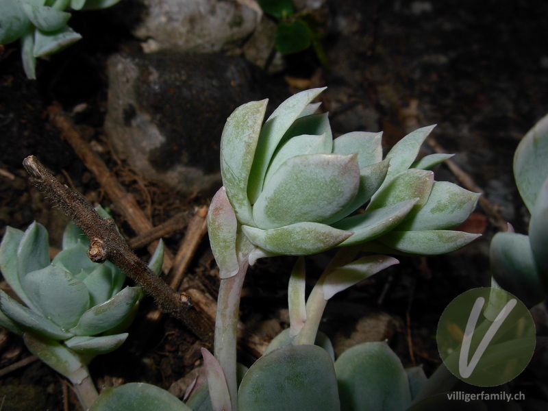 Echeverie (Echeveria elegans): Blätter