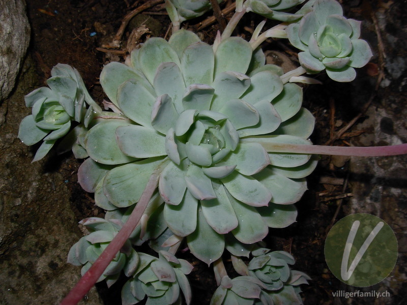 Echeverie (Echeveria elegans): Blätter