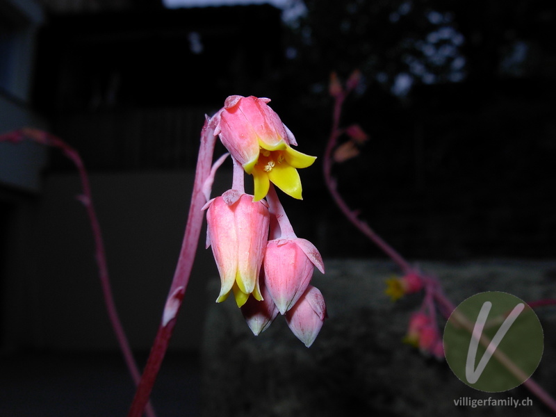 Echeverie (Echeveria elegans): Blüten