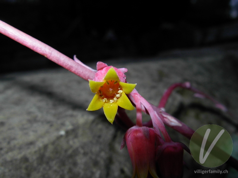 Echeverie (Echeveria elegans): Blüten