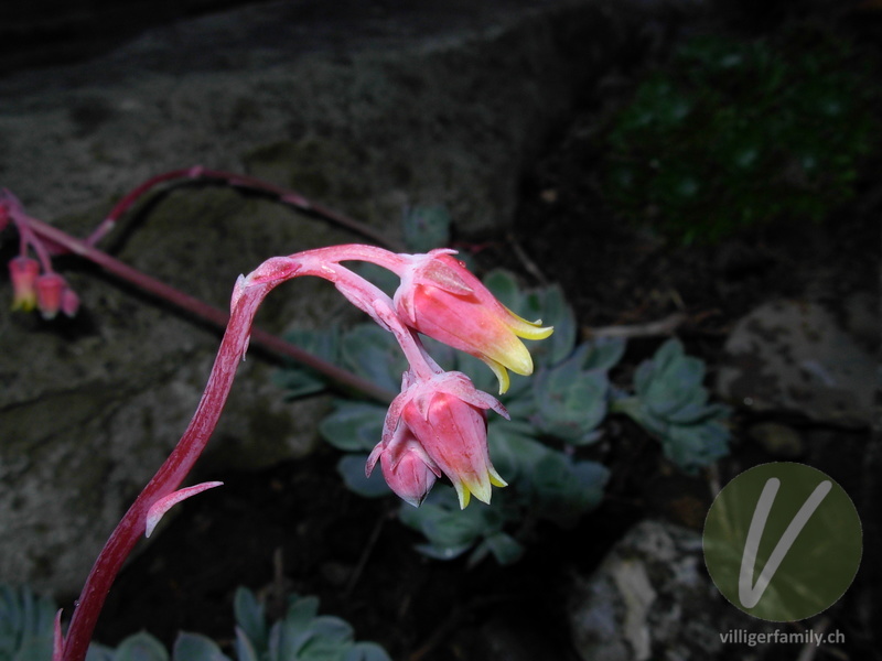 Echeverie (Echeveria elegans): Blüten