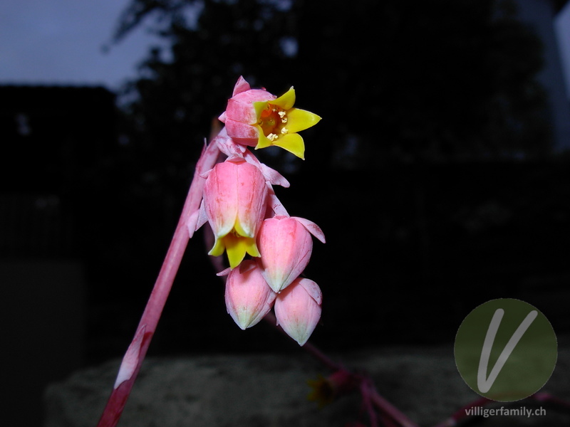 Echeverie (Echeveria elegans): Blüten