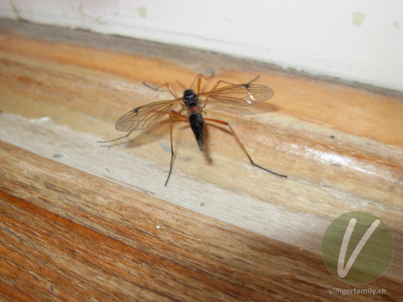 Holz-Schnake: 