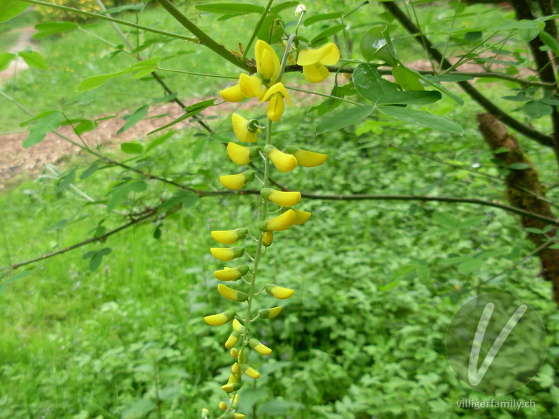 Gemeiner Goldregen: Blüten