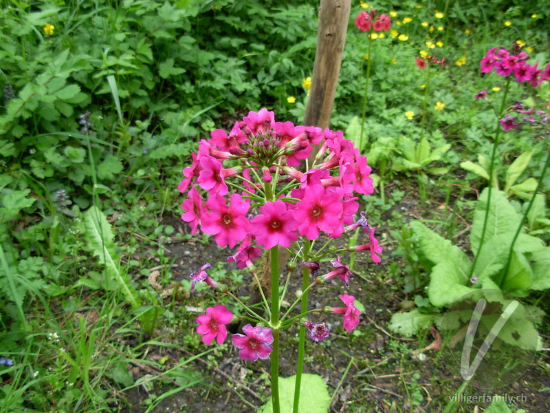 Etagen-Primel: Blüten