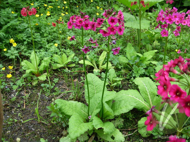 Etagen-Primel: Gesamtbild, Blüten