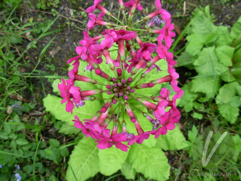 Etagen-Primel: Blüten
