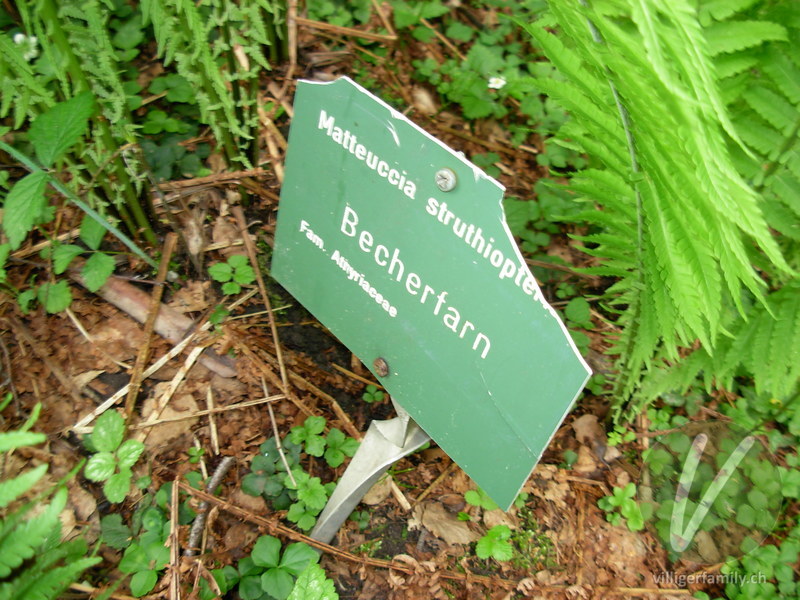 Straussfarn: Namensschild