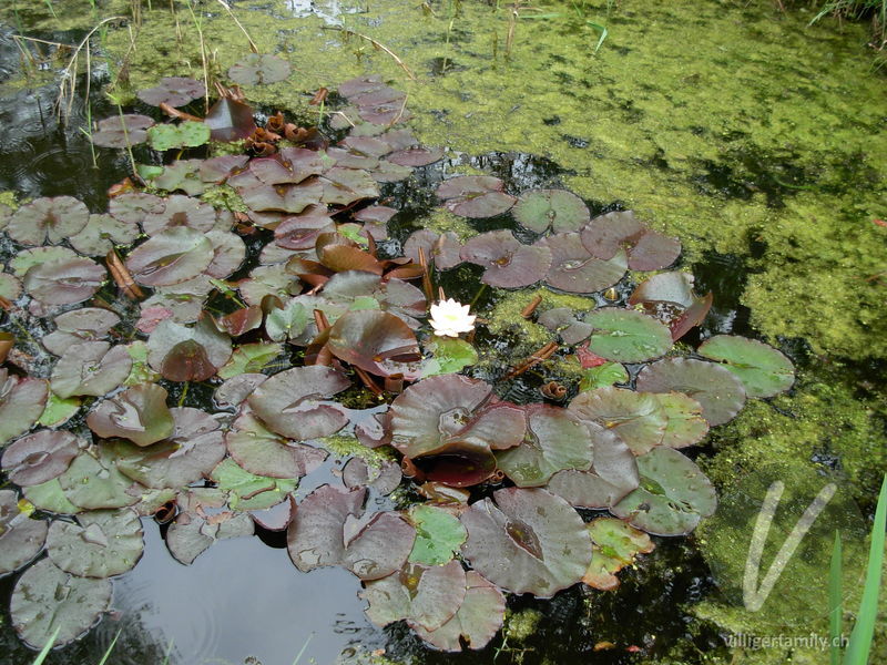 Weisse Seerose: Gesamtbild