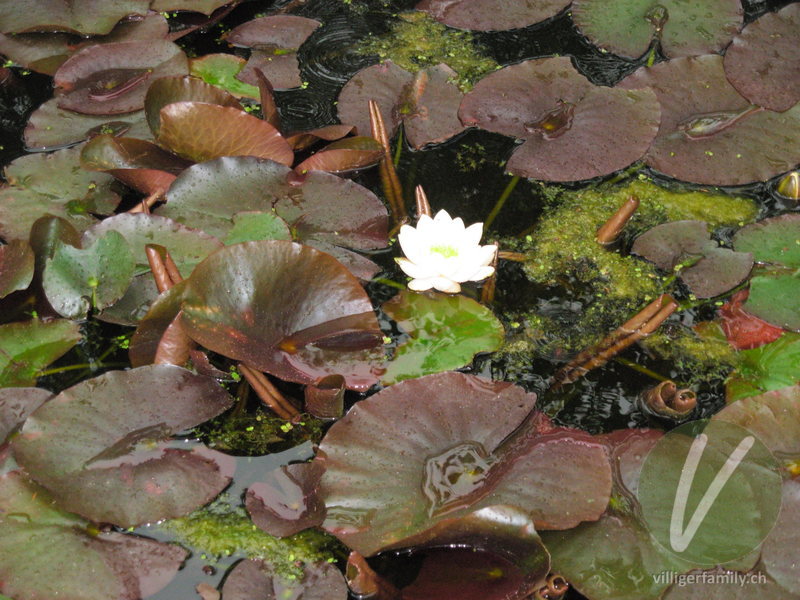 Weisse Seerose: Blüten, Gesamtbild