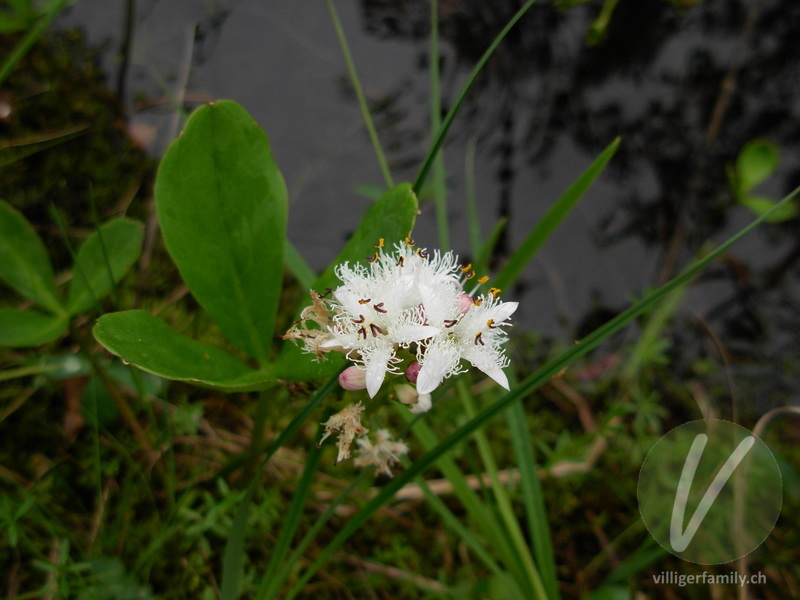 Fieberklee: Blüten, Gesamtbild