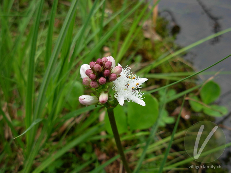 Fieberklee: Blüten