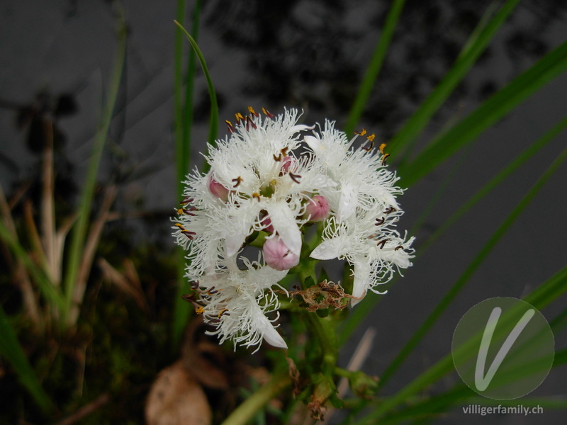 Fieberklee: Blüten