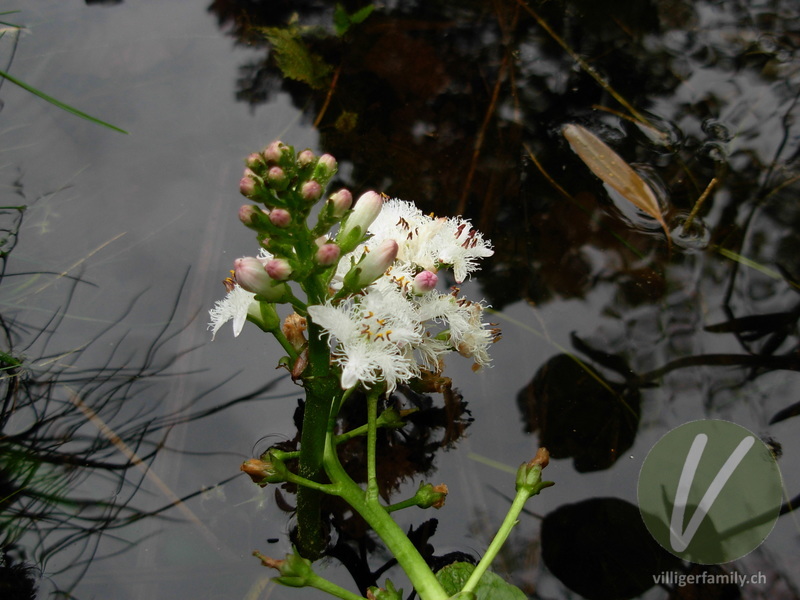 Fieberklee: Blüten