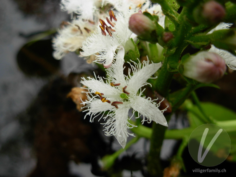 Fieberklee: Blüten
