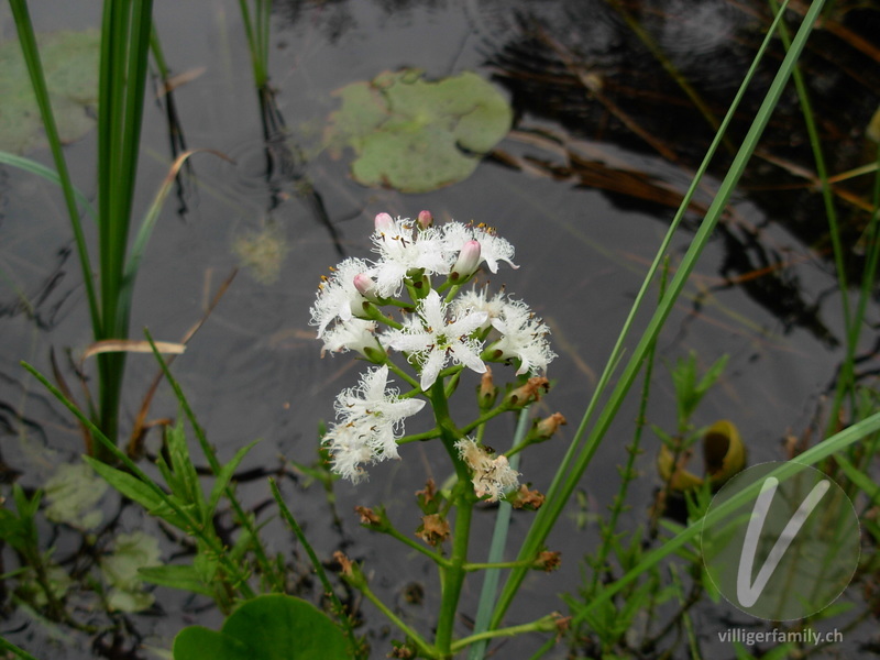 Fieberklee: Blüten