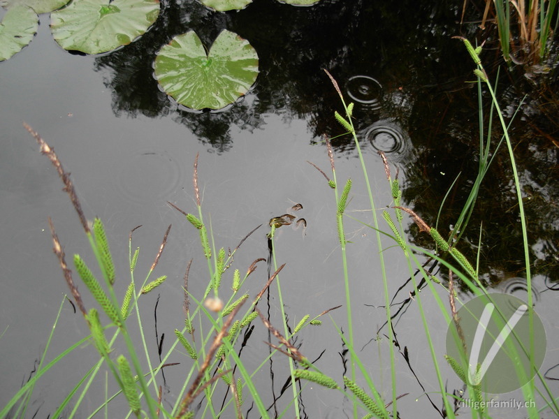 Kleiner Wasserfrosch: 