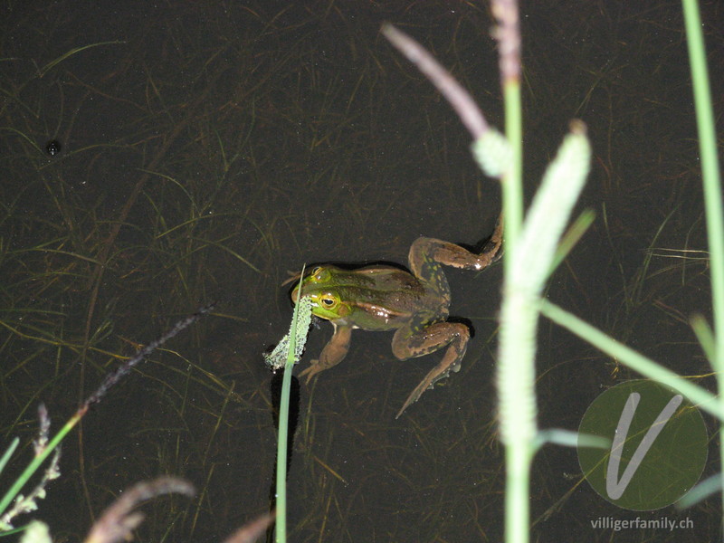 Kleiner Wasserfrosch: 