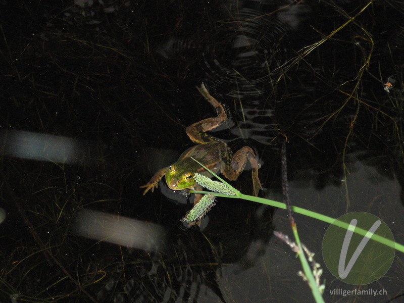 Kleiner Wasserfrosch: 