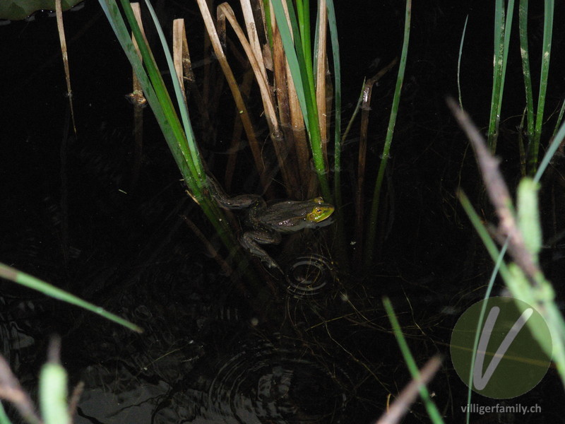 Kleiner Wasserfrosch: 