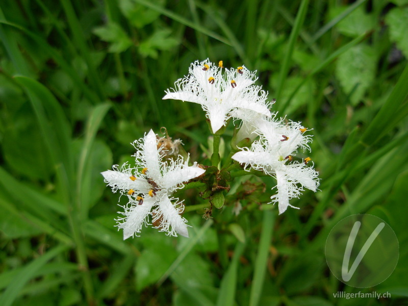 Fieberklee: Blüten
