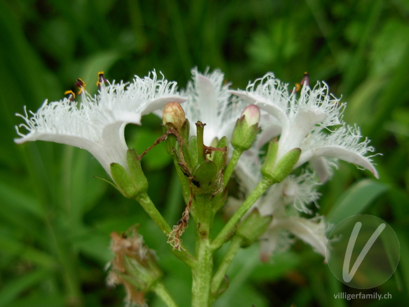 Fieberklee: Blüten