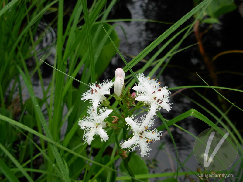 Fieberklee: Blüten
