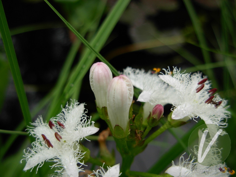 Fieberklee: Blüten