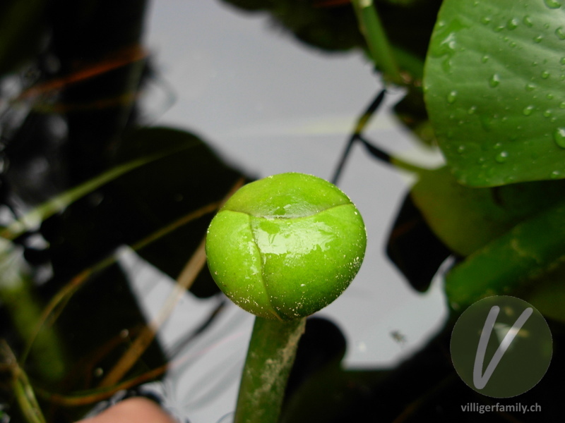 Grosse Teichrose: Blüten